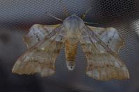 Laothoe populi