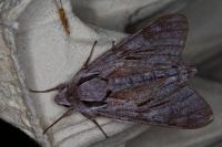 Hyloicus pinastri/maurorum