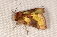 Diachrysia chrysitis