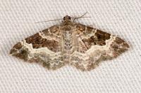 Epirrhoe alternata