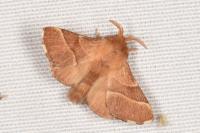 Malacosoma neustria
