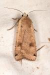 Noctua pronuba