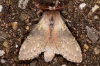 Stauropus fagi