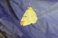 Opisthograptis luteolata