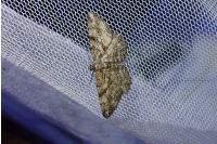 Peribatodes rhomboidaria ichnusaria