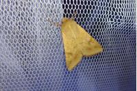 Helicoverpa armigera