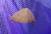 Watsonalla uncinula