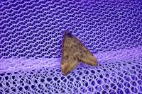 Pyrausta despicata