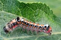 Acronicta tridens