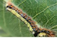 Acronicta psi