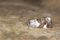 Acontia lucida