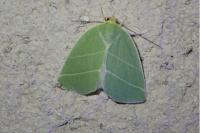 Bena bicolorana