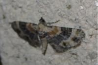 Eupithecia linariata