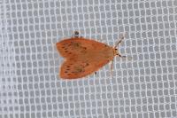 Miltochrista miniata