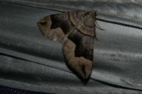 Scotopteryx