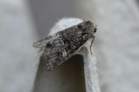 Brachylomia viminalis