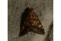 Pyrausta aurata