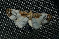 Eupithecia breviculata