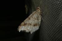 Macaria alternata