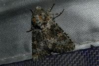 Hecatera dysodea