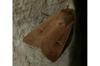 Mythimna ferrago
