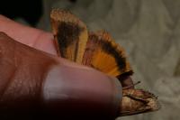 Noctua janthe/janthina