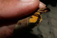 Noctua janthe/janthina