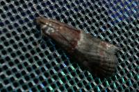 Acrobasis marmorea