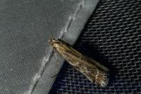 Pempeliella ornatella