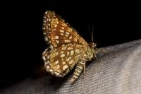 Chiasmia clathrata