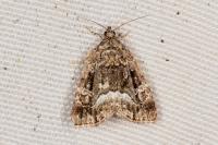 Deltote pygarga