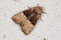 Mesoligia furuncula