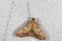 Endotricha flammealis