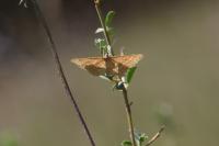 Idaea ochrata