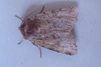 Cerastis rubricosa