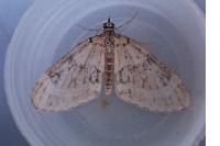 Acasis viretata