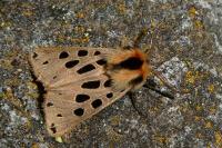 Chelis maculosa
