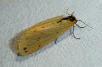 Setina irrorella irrorella