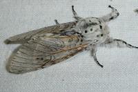 Cerura vinula