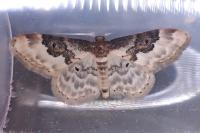 Idaea rusticata