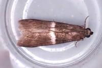 Elegia similella
