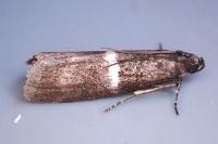 Elegia similella