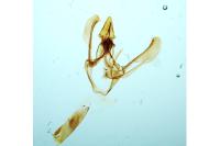 Elegia similella