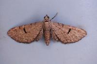 Eupithecia extraversaria