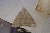 Herminia tarsipennalis