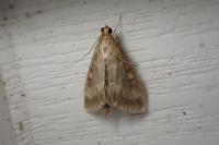 Ostrinia nubilalis