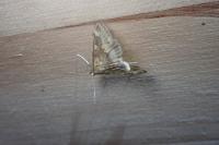 Ostrinia nubilalis