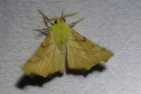 Ennomos alniaria