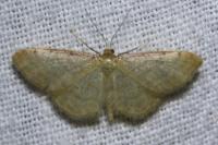 Idaea fuscovenosa