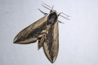Sphinx ligustri